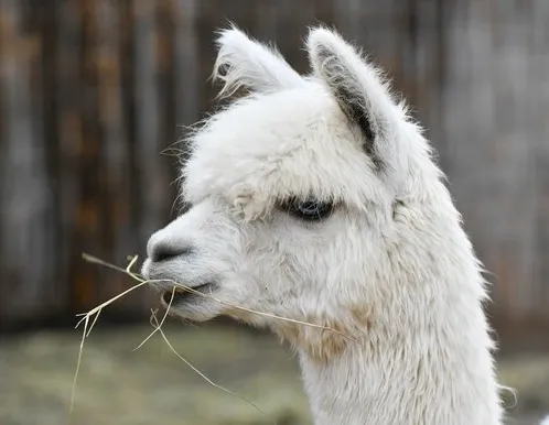 Афиша трансляции Как живется альпака в Московском зоопарке