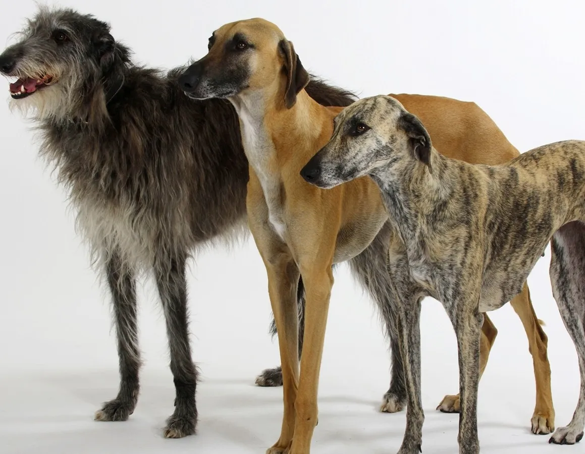 Афиша трансляции Выступление редких собак на выставке "Евразия 2019"