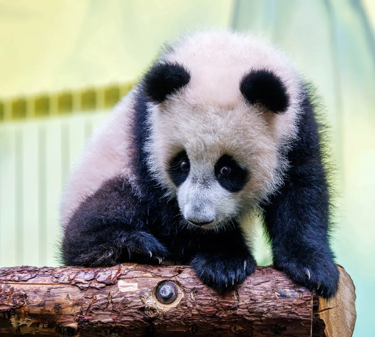 Афиша трансляции Наблюдаем за пандой Катюшей