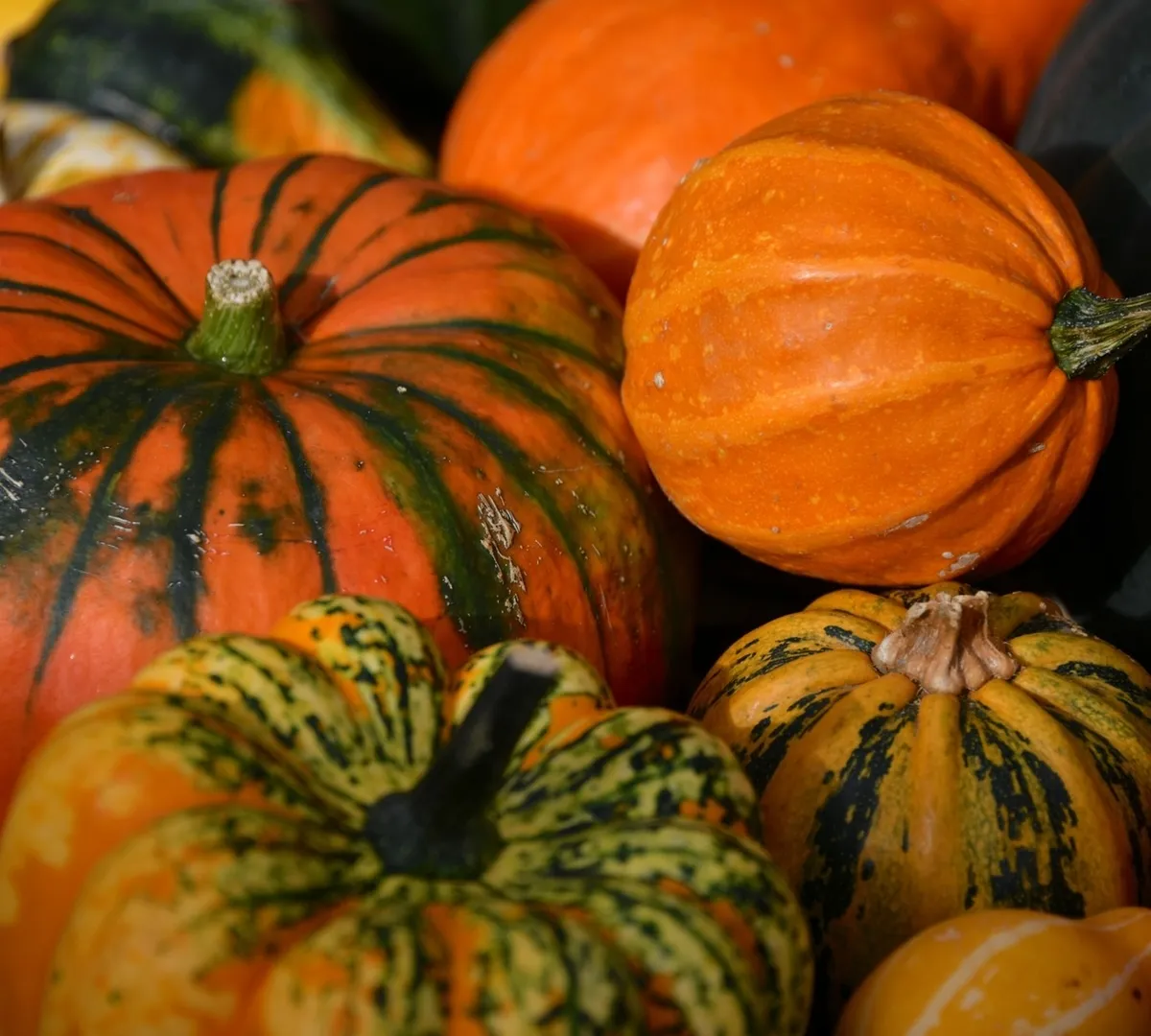 Афиша трансляции Как проходит акция по сбору овощей в столичном зоопарке