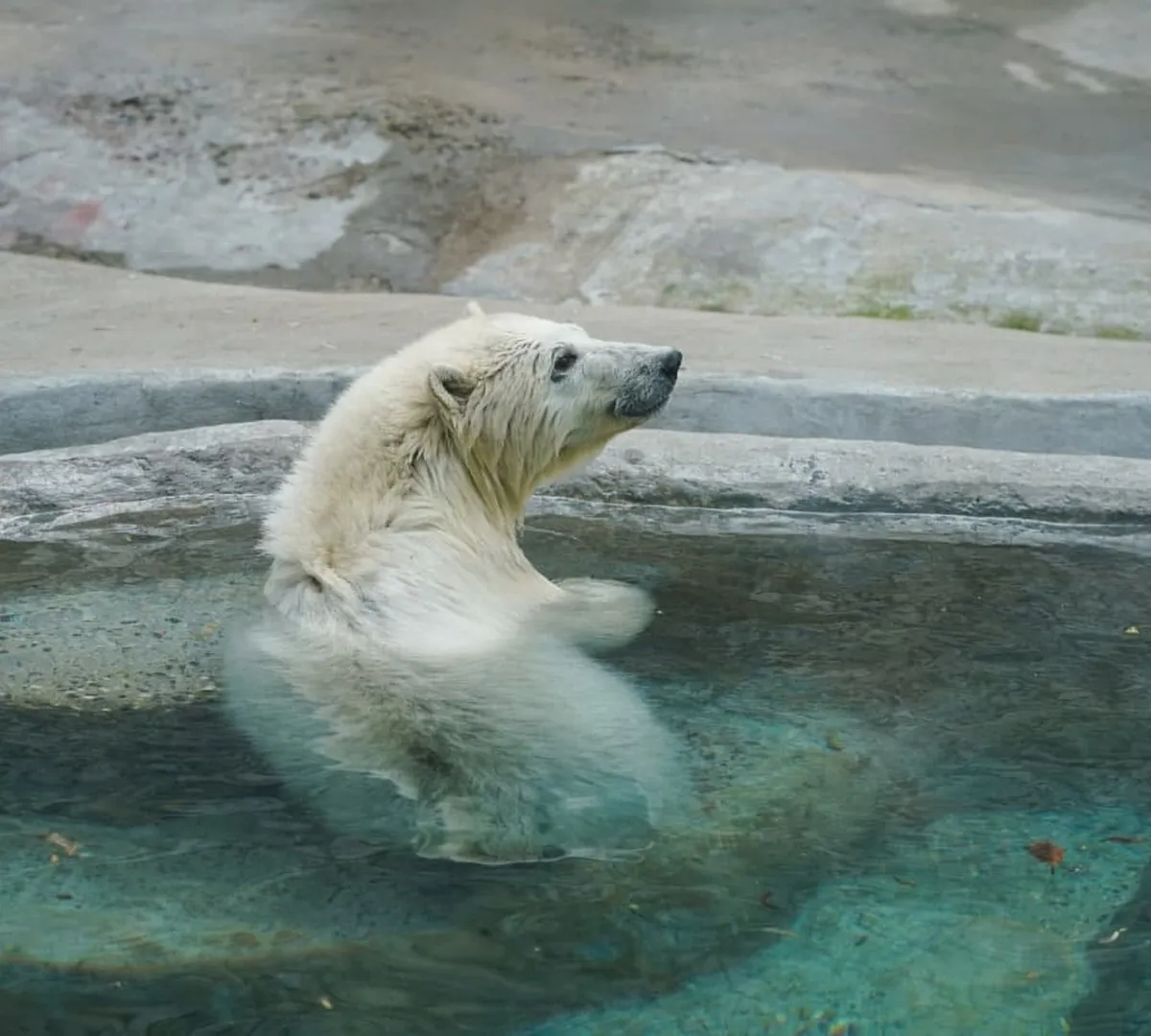 Афиша трансляции Как живет медведица из Якутии в Московском зоопарке