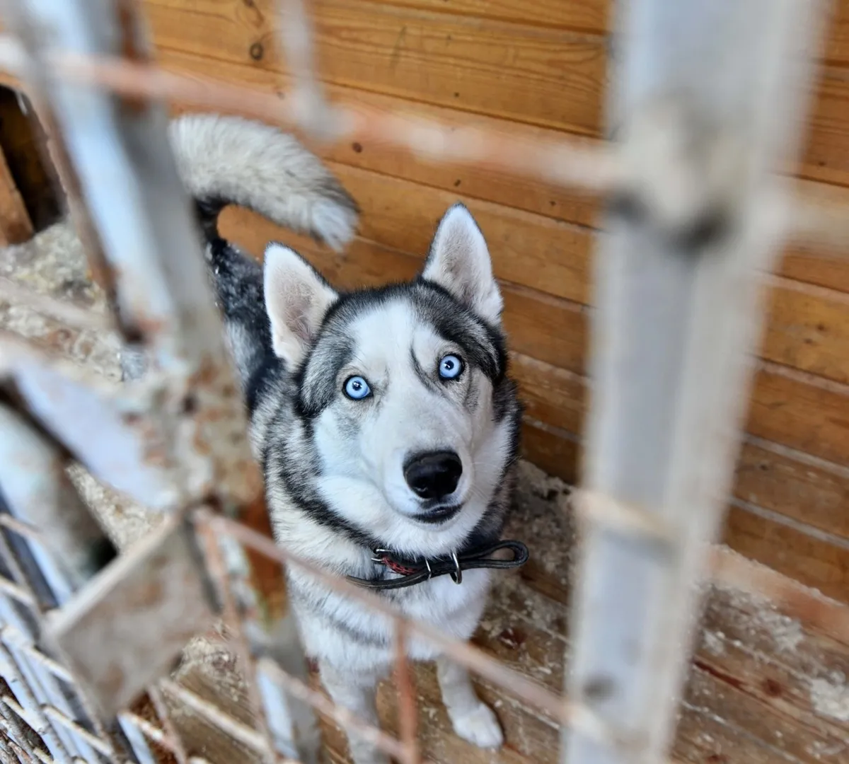 Афиша трансляции Как взять собаку из приюта и сделать ее жизнь счастливой
