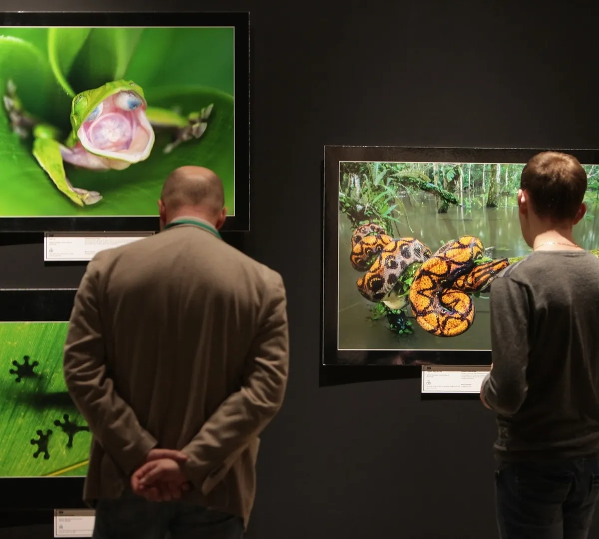 Афиша трансляции Экскурсия по фестивалю дикой природы "Золотая черепаха"