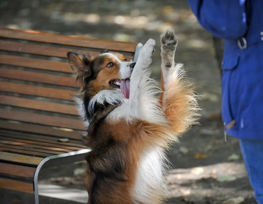 Афиша трансляции Зоофестиваль "Лапки"