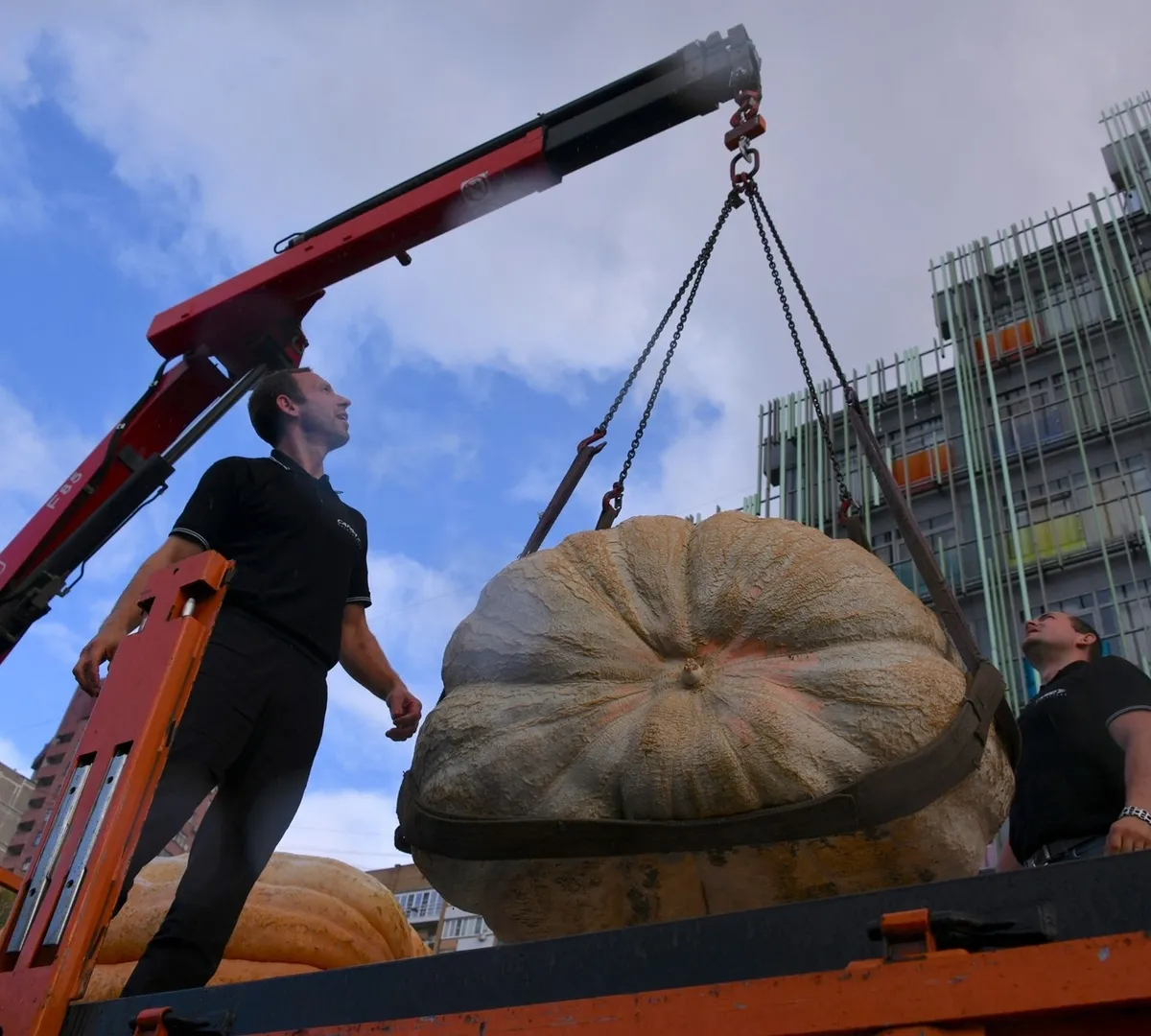 Афиша трансляции Взвешивание тыкв-гигантов в "Аптекарском огороде"