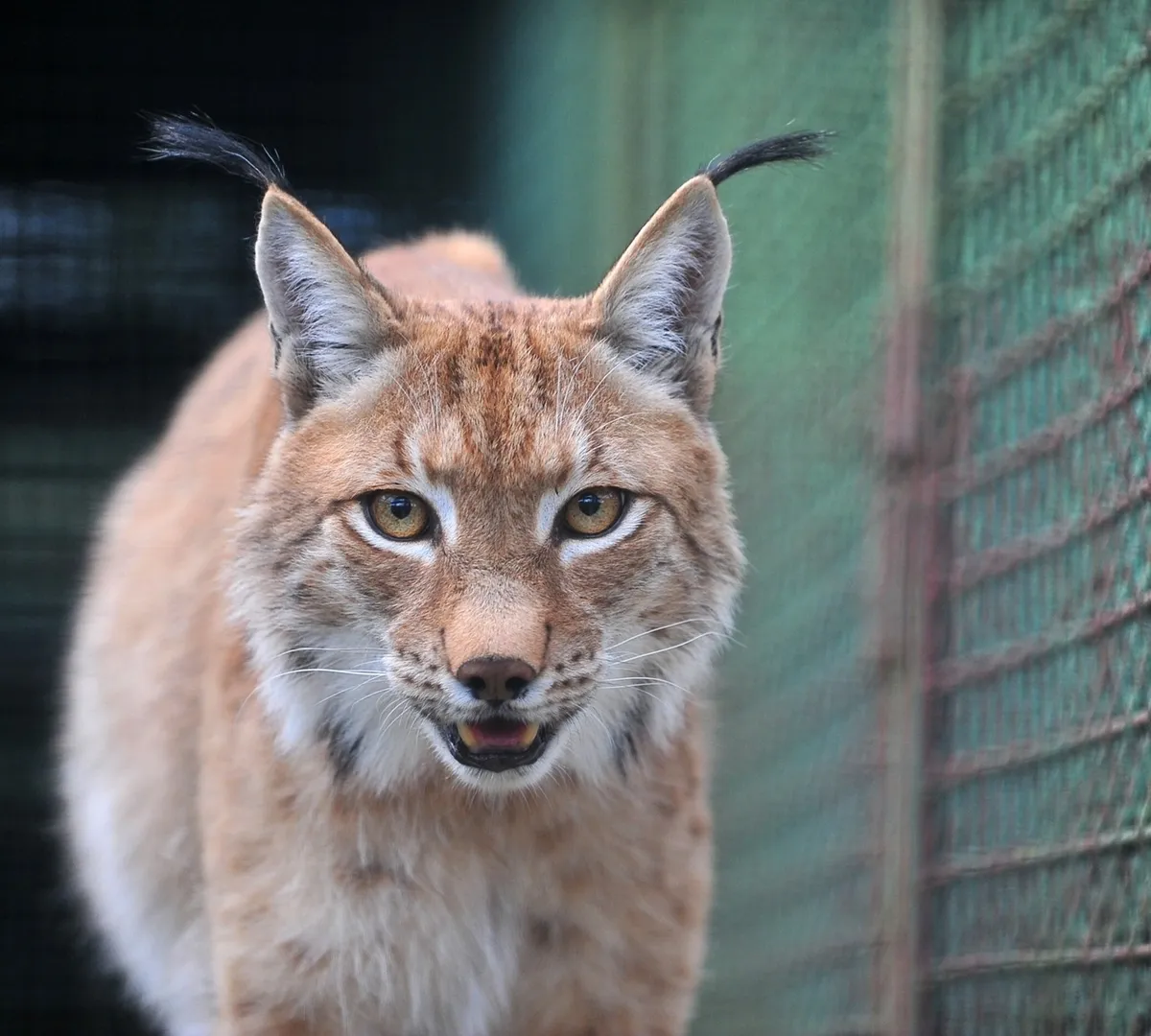 Афиша трансляции Акция Московского зоопарка по сбору тыкв