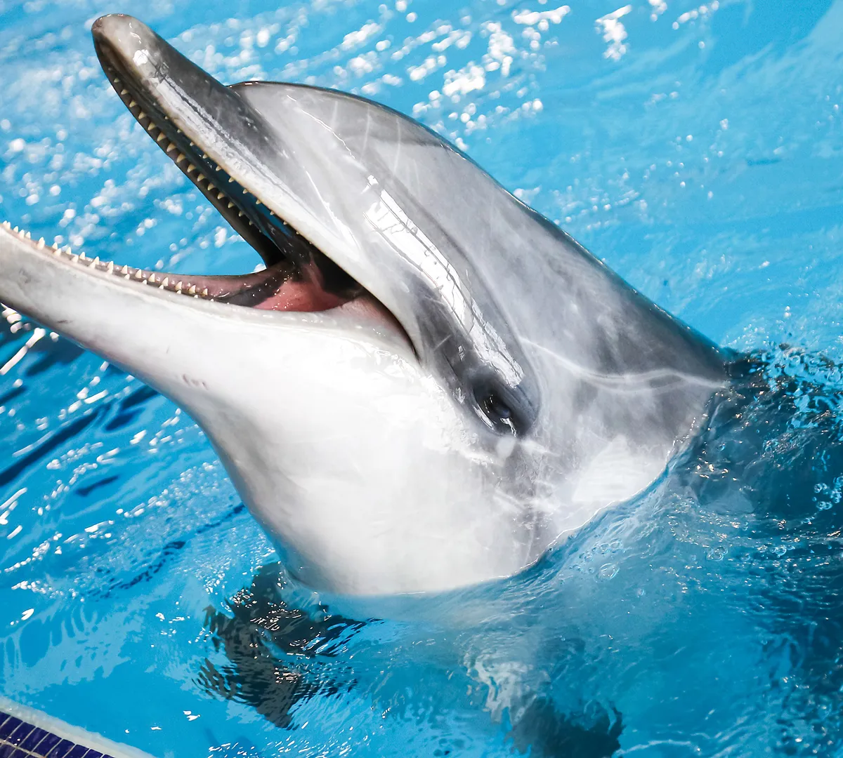 Афиша трансляции Концерт о жизни подводного мира