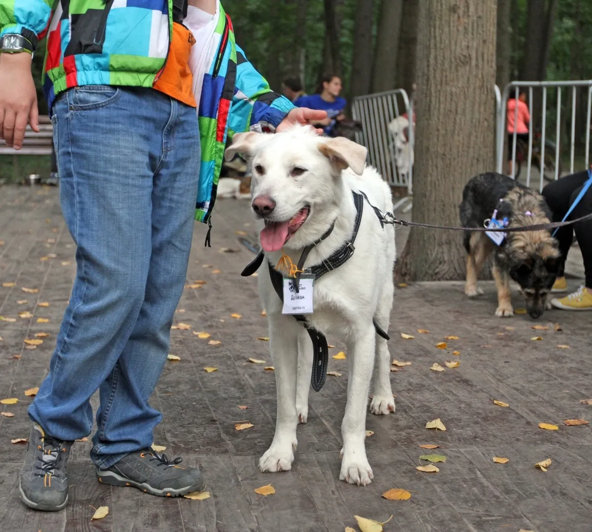 Афиша трансляции Как бездомные животные обретают хозяев на выставке