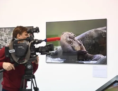 Афиша трансляции Экскурсия по экспозиции фестиваля "Золотая черепаха"