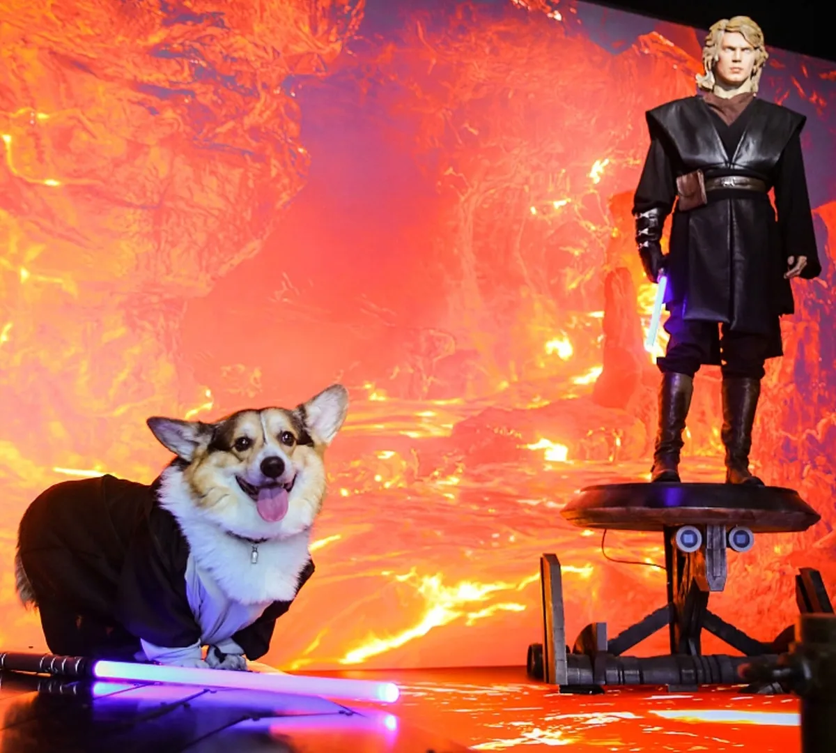 Афиша трансляции Шествие и забег корги-джедаев на ВДНХ