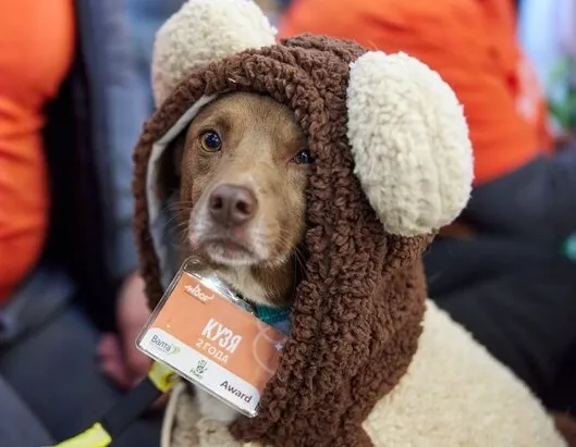 Афиша трансляции Благотворительный фестиваль WOOF