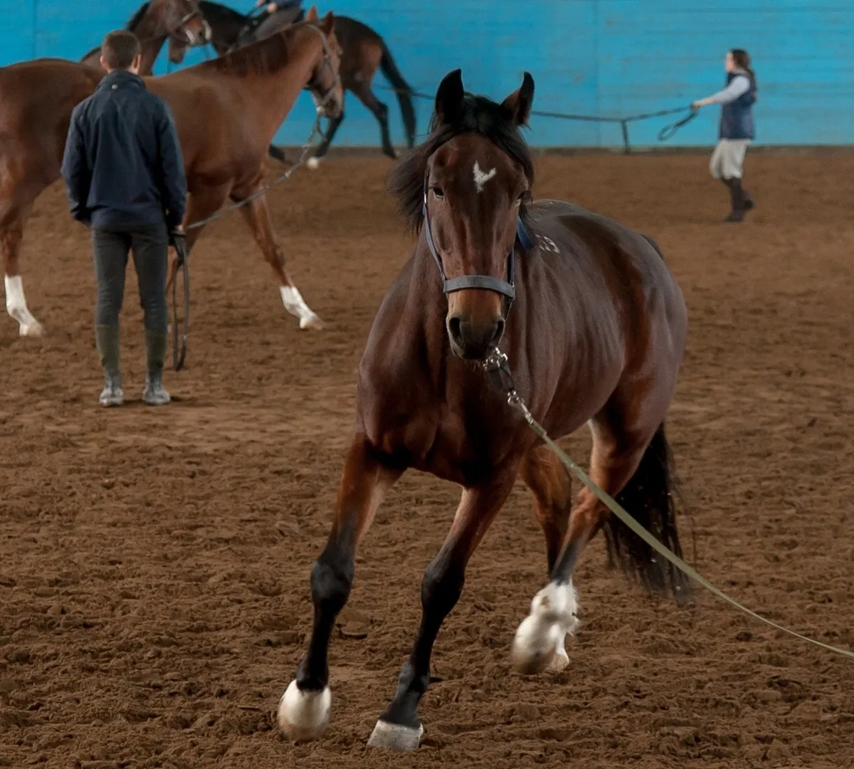 Афиша трансляции II фестиваль "Конное достояние России"