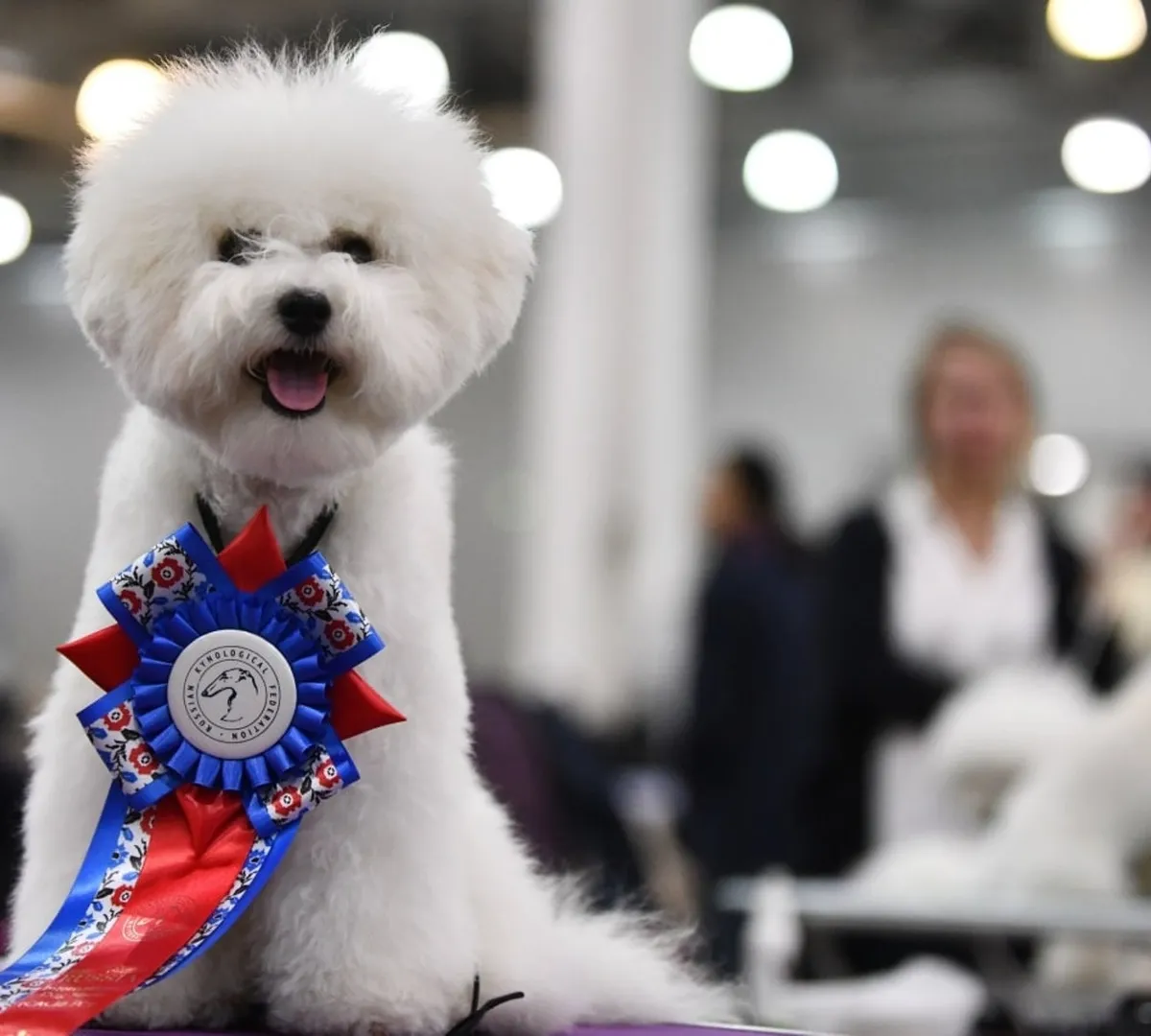 Афиша трансляции Выставка собак всех пород "Россия"