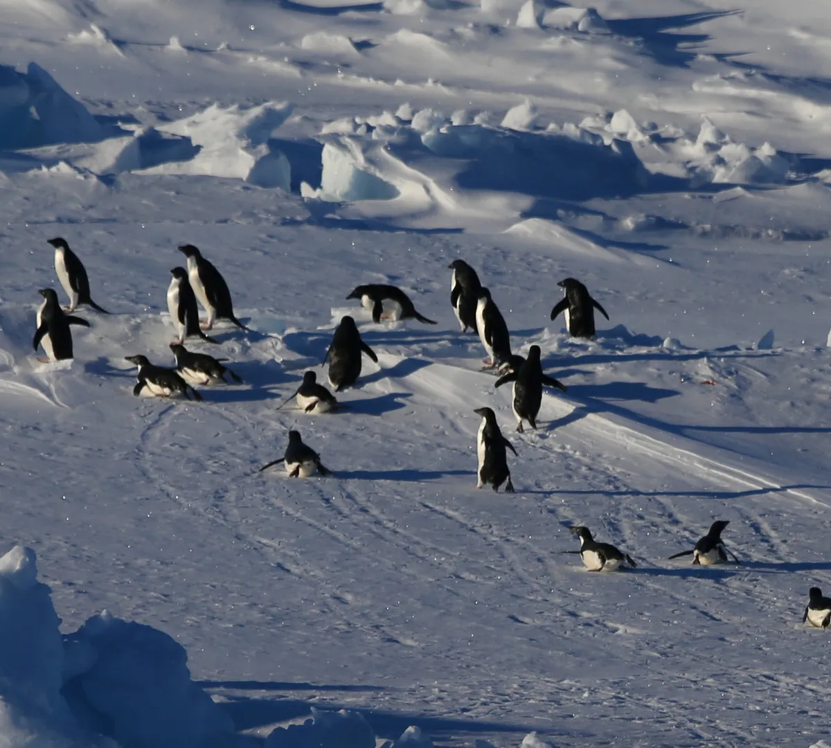 Афиша трансляции Первая молодежная экспедиция в Антарктиду