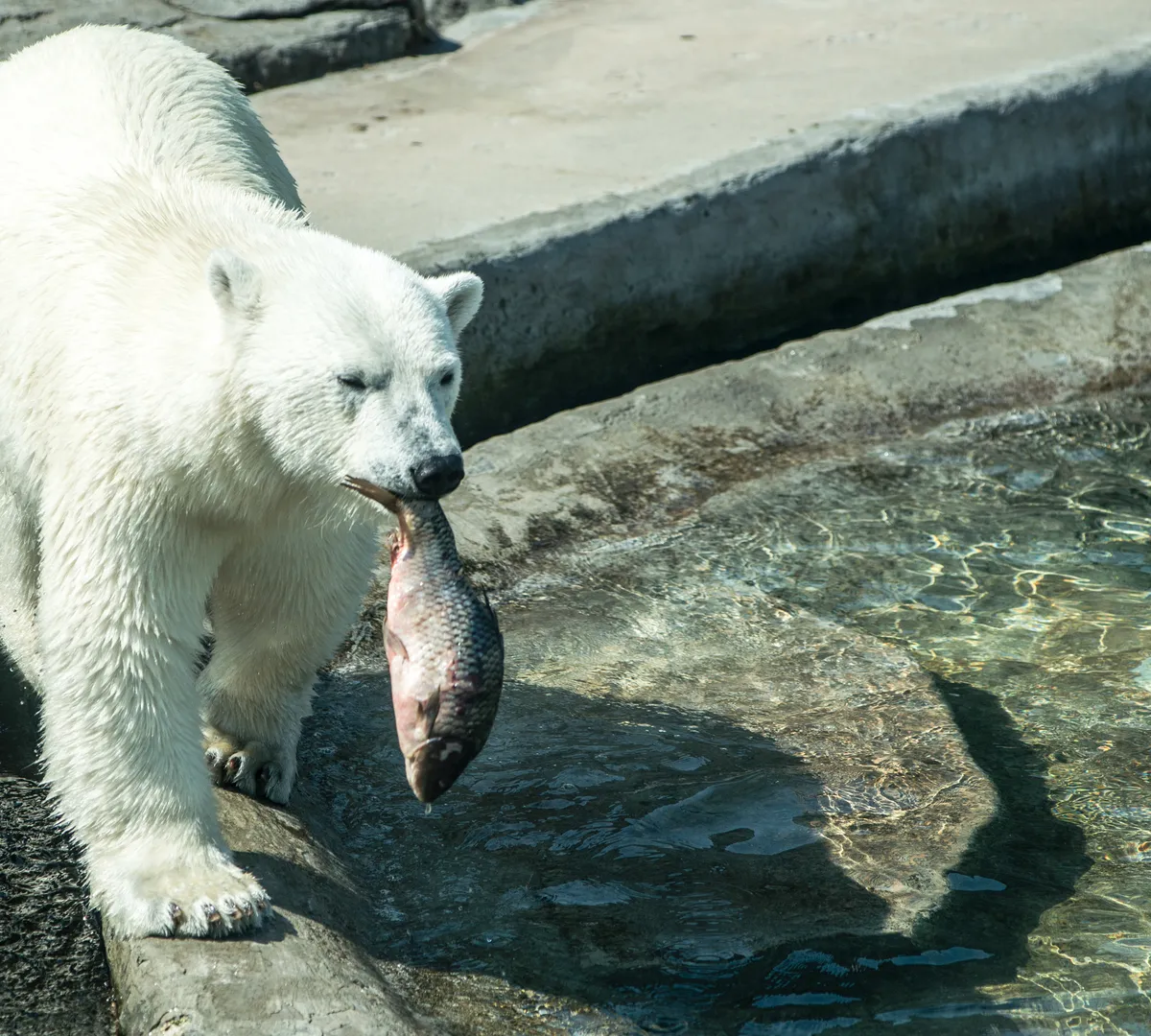 Афиша трансляции Как проходит день у полярного медведя
