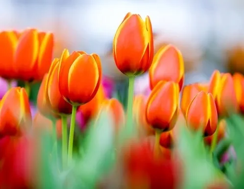 Афиша трансляции Экскурсия по выставке "Репетиция весны"