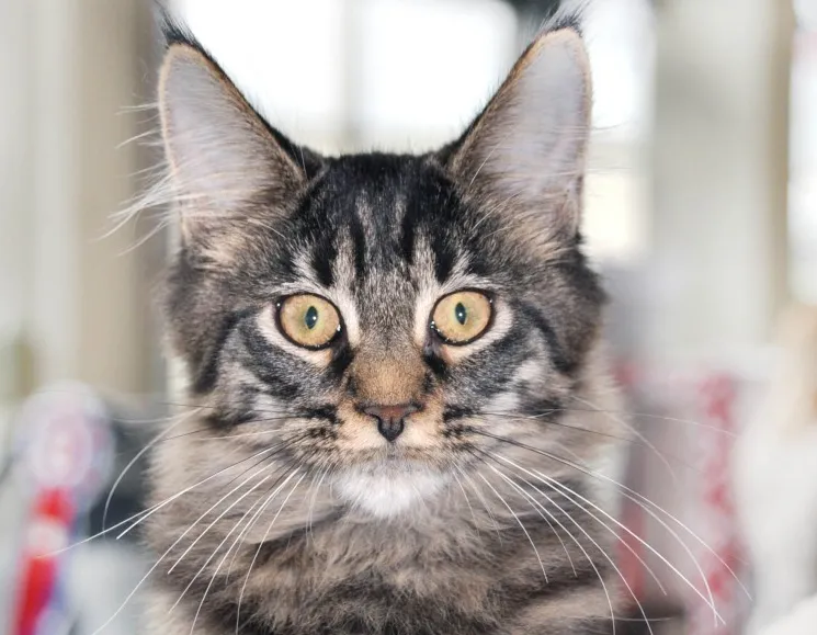 Афиша трансляции Самые красивые кошки на выставке "Кэтсбург"