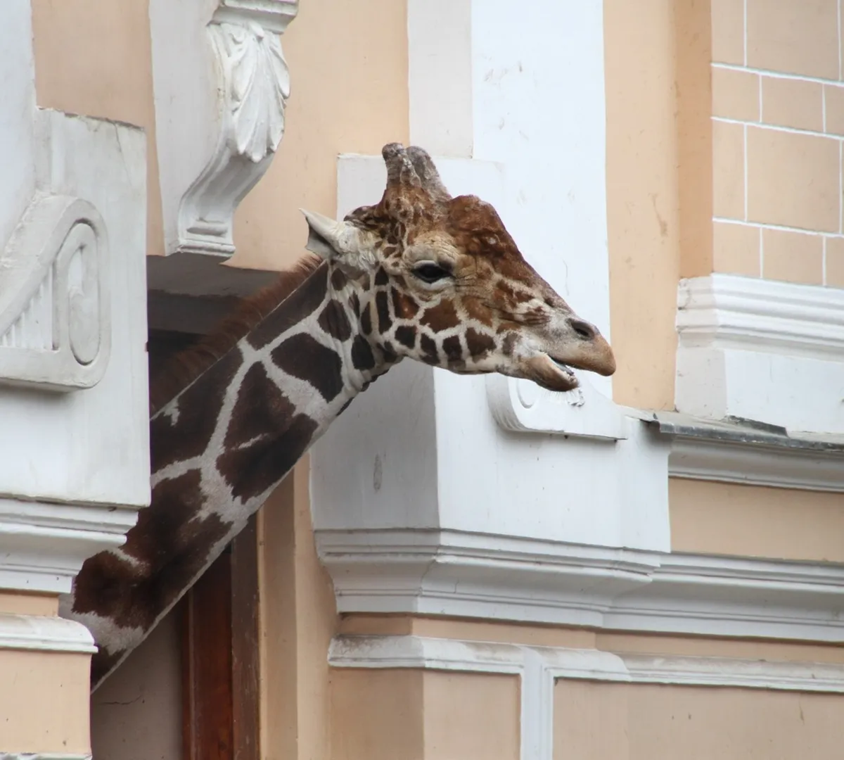 Афиша трансляции Как живут животных-долгожителей в столичном зоопарке