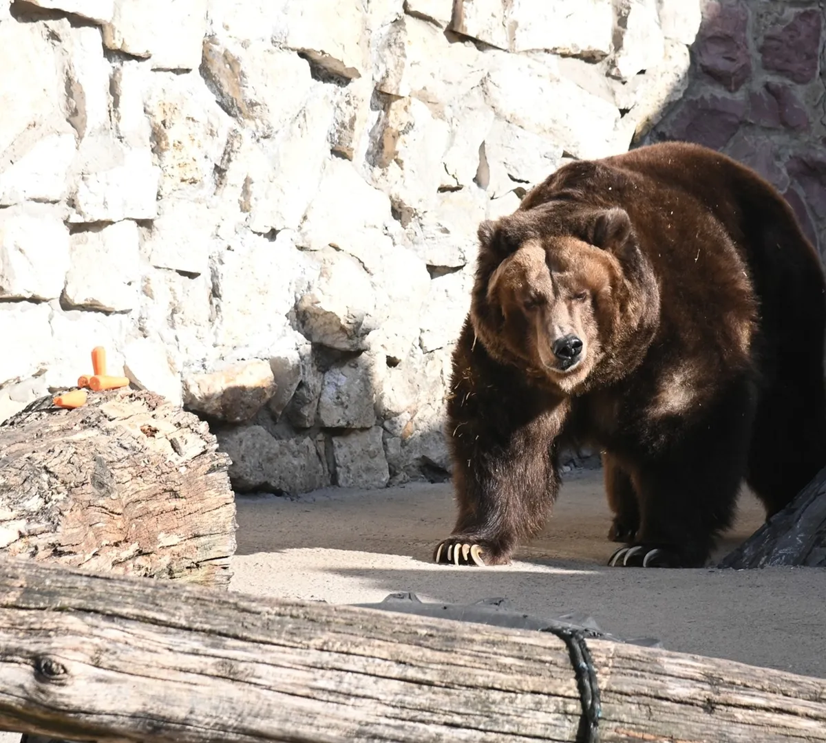 Афиша трансляции Медведи Московского зоопарка вышли в вольер после спячки
