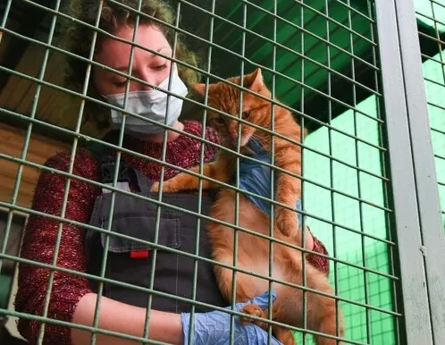 Афиша трансляции Как живут животные в приюте во время пандемии COVID-19