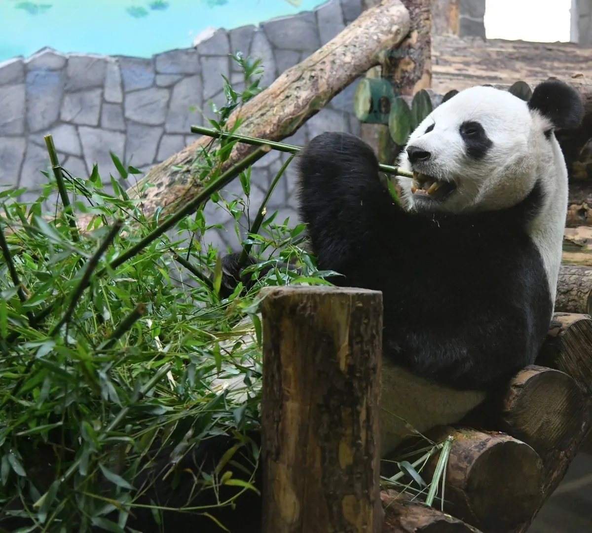 Афиша трансляции День рождения больших панд в зоопарке