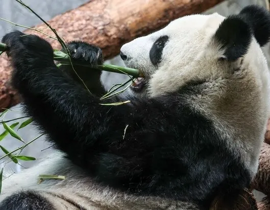 Афиша трансляции В гости к панде Катюше