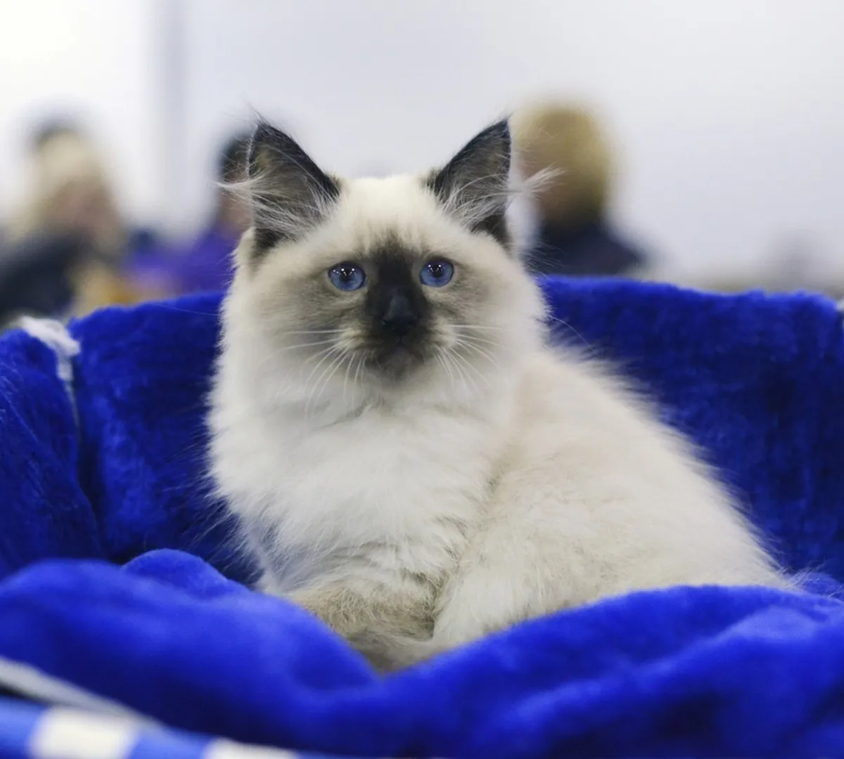 Афиша трансляции Обзор международной выставки кошек Spring Cat Show