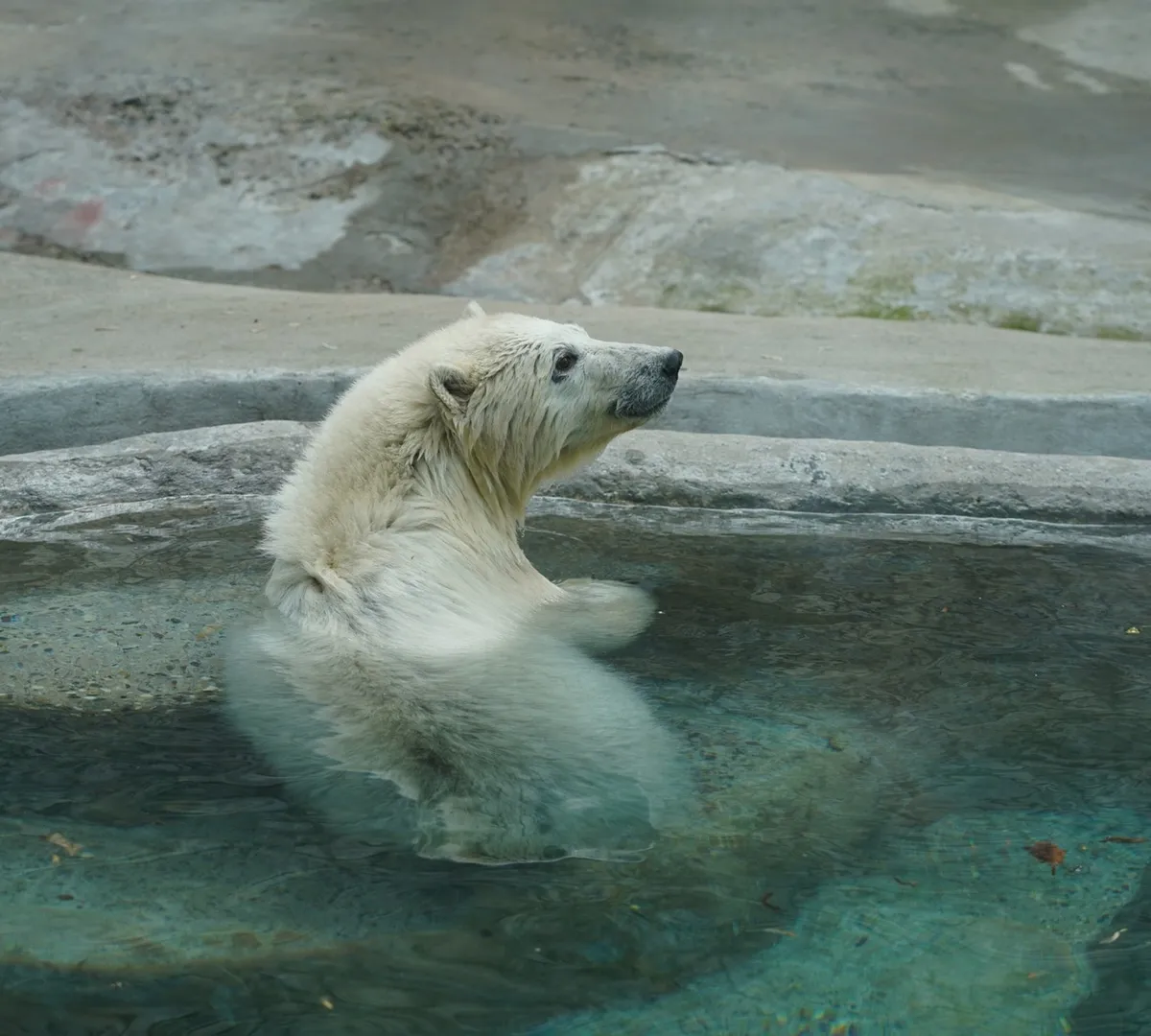 Афиша трансляции Светлана Акулова – о спасении белого медведя