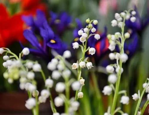 Афиша трансляции Какие изменения ждут посетителей "Аптекарского огорода"