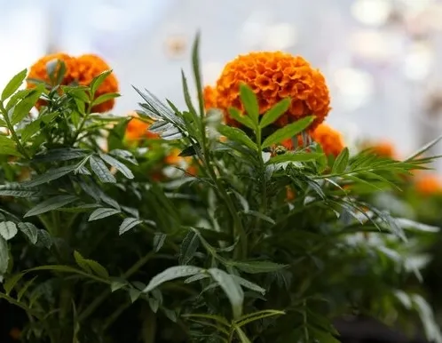 Афиша трансляции Высадка цветов в Новопушкинском сквере