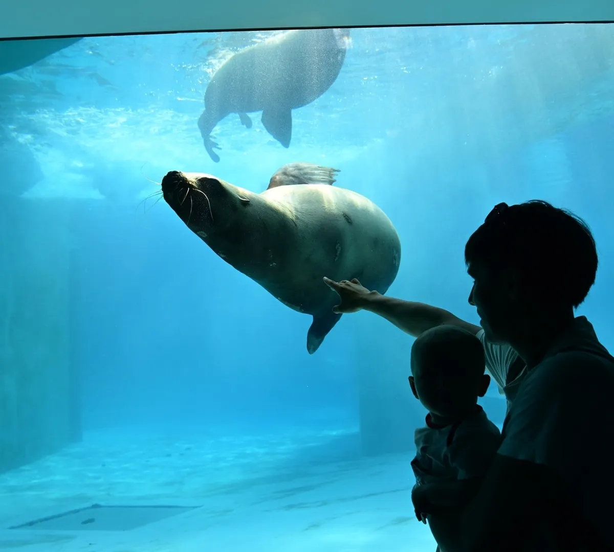 Афиша трансляции Экскурсия по павильону "Ластоногие" в Московском зоопарке
