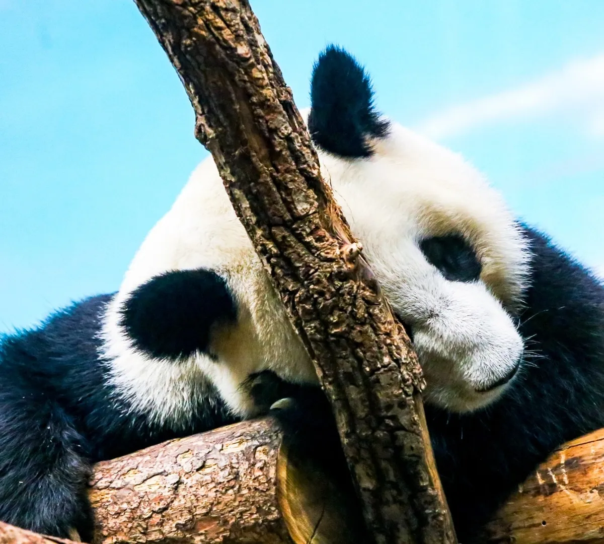 Афиша трансляции День рождения панд Жуи и Диндин