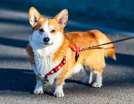 Афиша трансляции Парад корги на ВДНХ