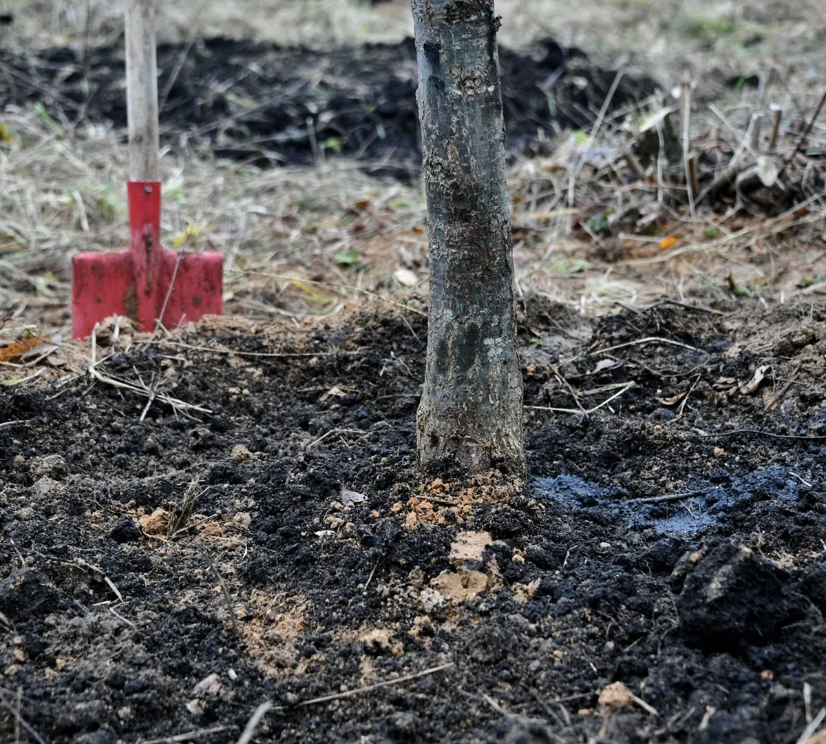 Афиша трансляции Высадка дубов в Ботаническом саду имени Н. В. Цицина