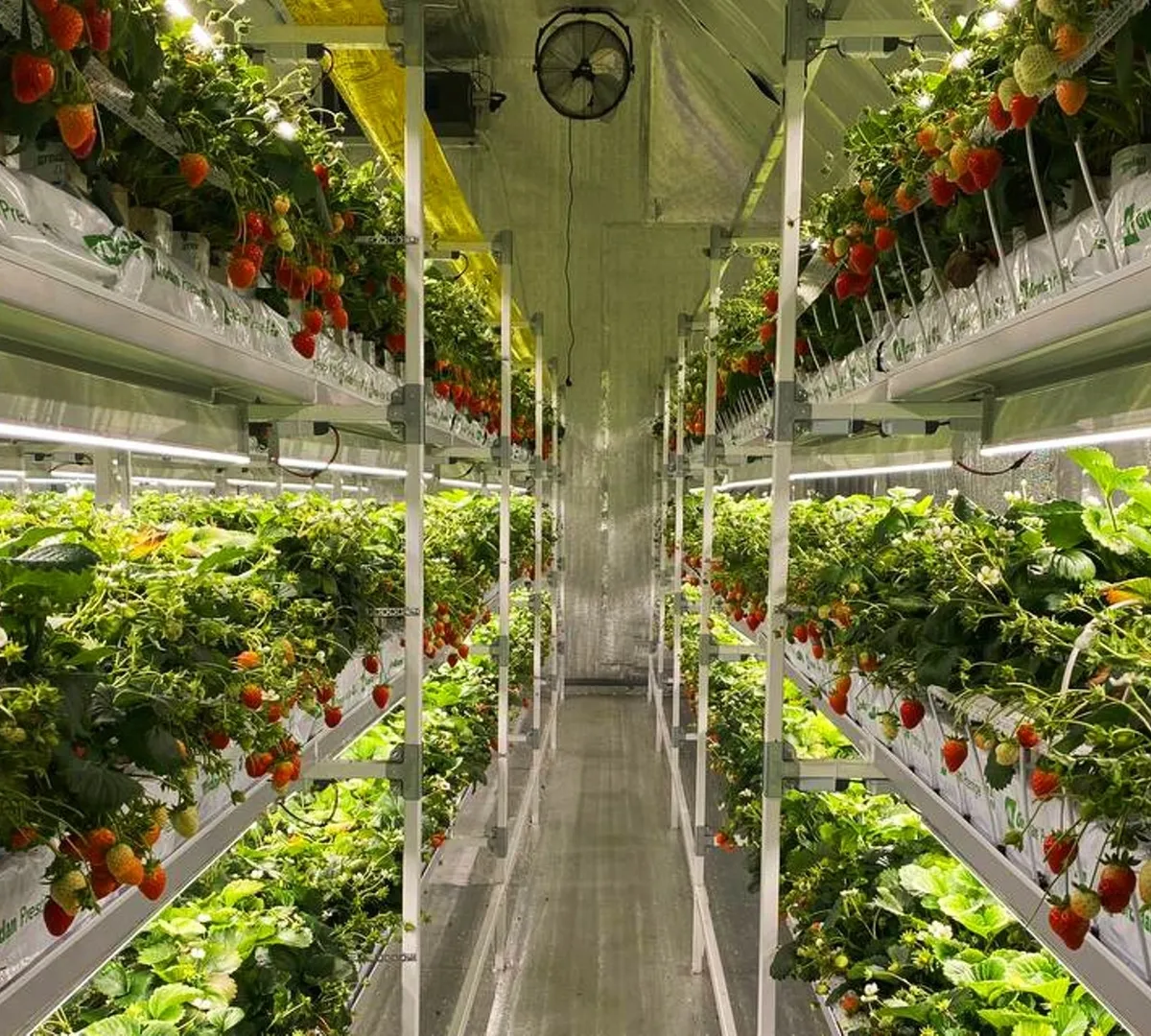 Афиша трансляции Экскурсия по клубничной ферме