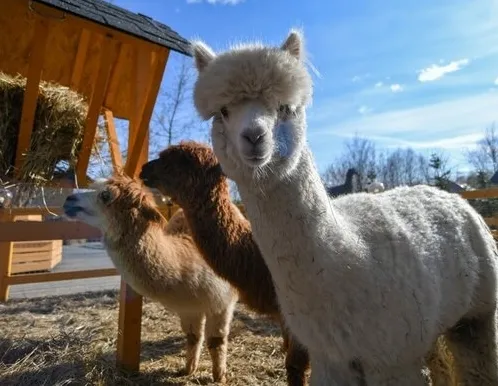 Афиша трансляции Как живут альпака во время самоизоляции