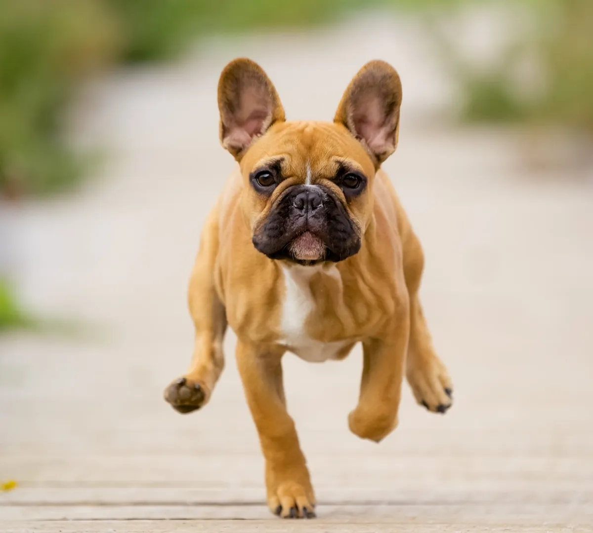 Афиша трансляции Соревнования собак по трейбболу и фрисби