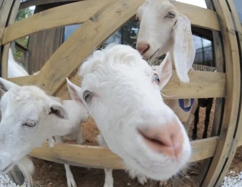 Афиша трансляции Какие животные обитают на городской ферме ВДНХ