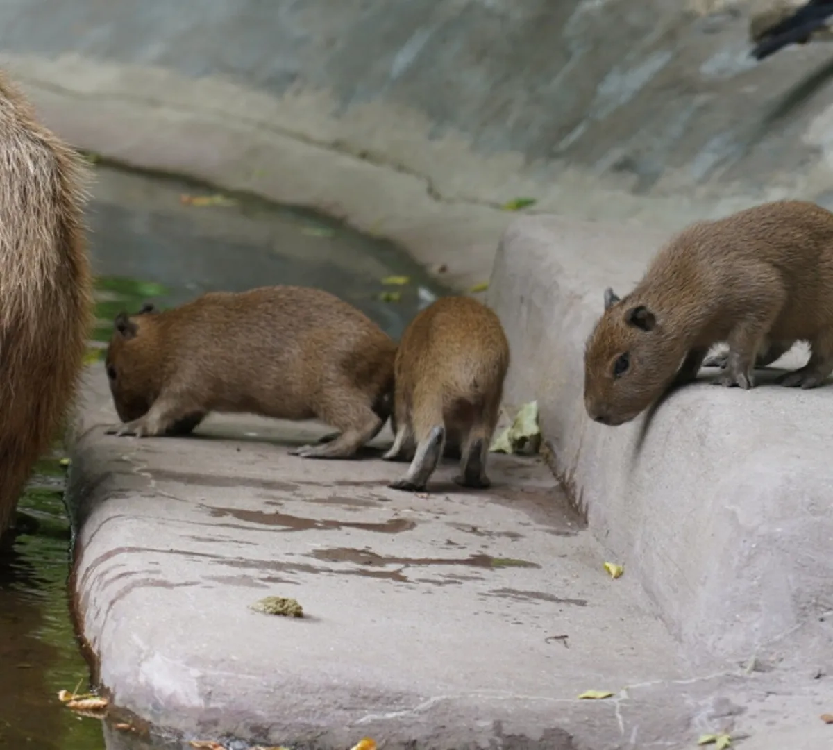 Афиша трансляции Капибары Кузьма и Малая стали многодетными родителями