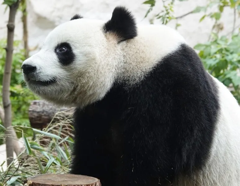 Афиша трансляции Дни рождения больших панд в Московском зоопарке