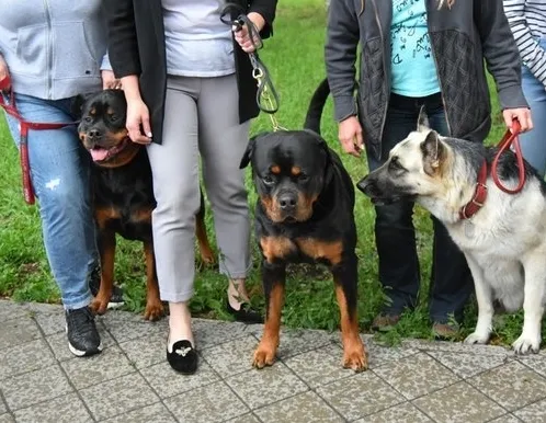 Афиша трансляции Как дрессировать собаку и показывать ее на выставке