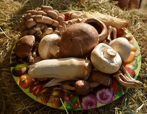 Афиша трансляции Эксперт Михаил Вишневский рассказал всё о грибах