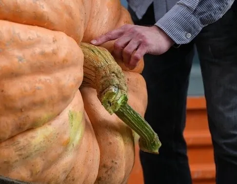 Афиша трансляции Тыкву "Гигант Атлантики" разрезали в "Аптекарском огороде"